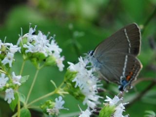 Gzel Sevbeni (Satyrium spini)