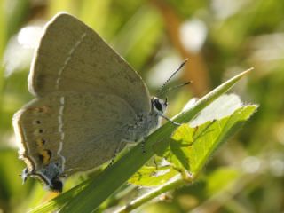 Gzel Sevbeni (Satyrium spini)