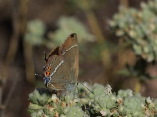 G�zel Sevbeni&nbsp;(Satyrium&nbsp;spini)