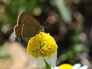 Gzel Sevbeni (Satyrium spini)