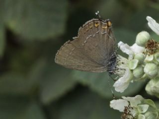 B�y�k Sevbeni&nbsp;(Satyrium&nbsp;ilicis)