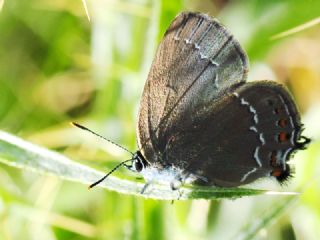Byk Sevbeni (Satyrium ilicis)