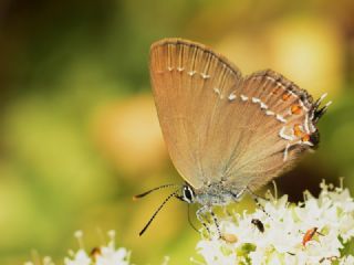 Byk Sevbeni (Satyrium ilicis)