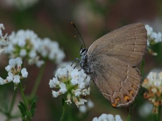 Byk Sevbeni (Satyrium ilicis)