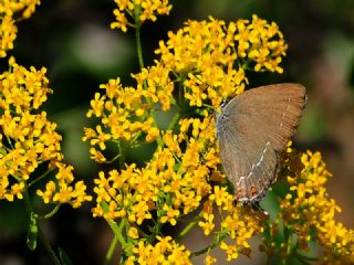 Byk Sevbeni (Satyrium ilicis)