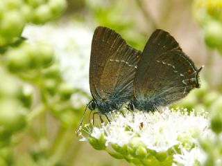 B�y�k Sevbeni&nbsp;(Satyrium&nbsp;ilicis)