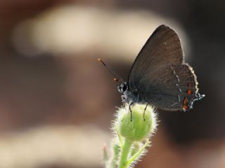 Byk Sevbeni (Satyrium ilicis)