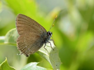 Mavi Benekli Sevbeni (Satyrium zabni)