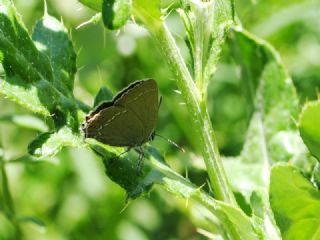 Mavi Benekli Sevbeni (Satyrium zabni)