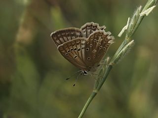 okgzl Dafnis (Polyommatus daphnis)