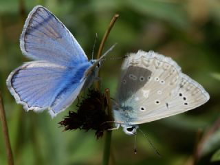 okgzl Dafnis (Polyommatus daphnis)