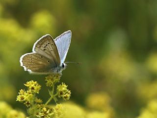 �okg�zl� Dafnis&nbsp;(Polyommatus&nbsp;daphnis)