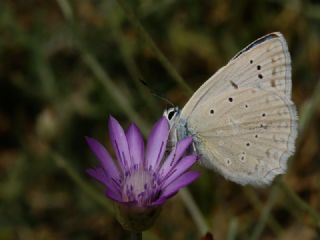 okgzl Dafnis (Polyommatus daphnis)