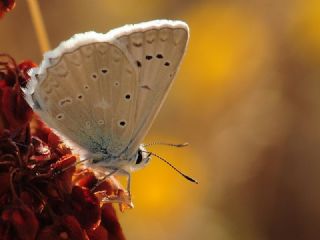 okgzl Dafnis (Polyommatus daphnis)