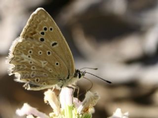 okgzl Dafnis (Polyommatus daphnis)