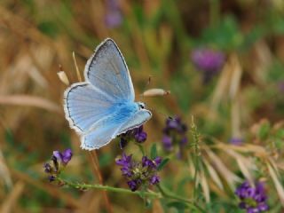 okgzl Dafnis (Polyommatus daphnis)