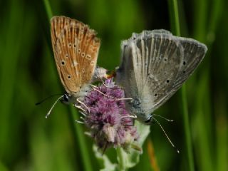 okgzl Dafnis (Polyommatus daphnis)