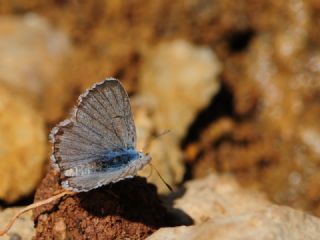 Himalaya Mavisi&nbsp;(Pseudophilotes&nbsp;vicrama)