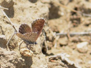 Himalaya Mavisi (Pseudophilotes vicrama)