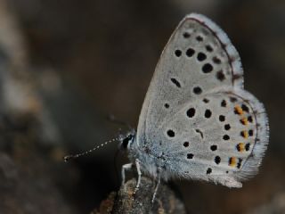 Himalaya Mavisi&nbsp;(Pseudophilotes&nbsp;vicrama)