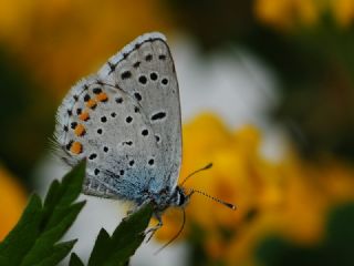 Himalaya Mavisi (Pseudophilotes vicrama)