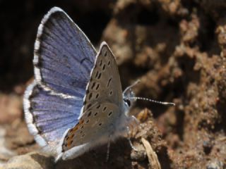 Himalaya Mavisi (Pseudophilotes vicrama)