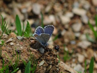 Himalaya Mavisi (Pseudophilotes vicrama)