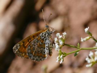 G�zel �parhan&nbsp;(Melitaea&nbsp;trivia)