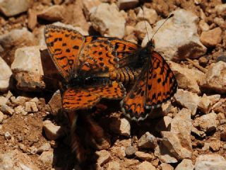 Gzel parhan (Melitaea syriaca)