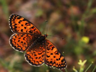 Gzel parhan (Melitaea trivia)