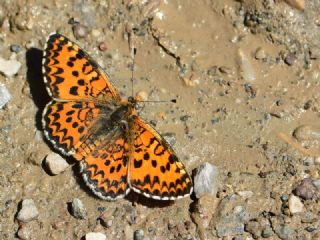Gzel parhan (Melitaea trivia)