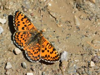 Gzel parhan (Melitaea syriaca)