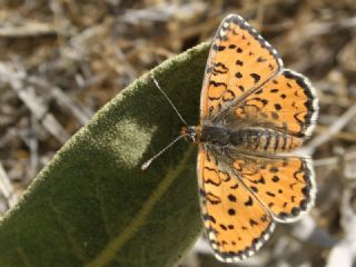 G�zel �parhan&nbsp;(Melitaea&nbsp;trivia)