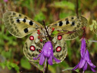 Apollo (Parnassius apollo)