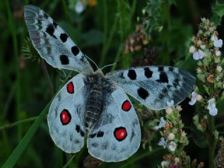 Apollo (Parnassius apollo)