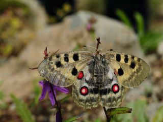 Apollo (Parnassius apollo)
