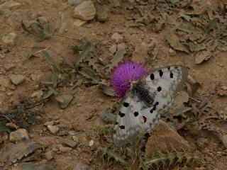 Apollo (Parnassius apollo)