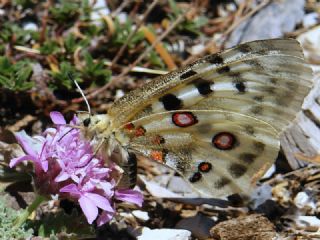 Apollo&nbsp;(Parnassius&nbsp;apollo)