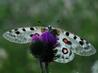 Apollo (Parnassius apollo)