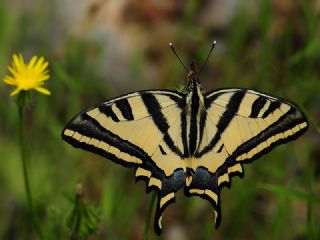 Kaplan Krlangkuyruk (Papilio alexanor)