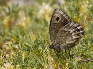 Ha�metli Pirireis&nbsp;(Satyrus&nbsp;ferulus)