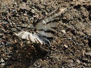 Erik Krlangkuyruk (Iphiclides podalirius)