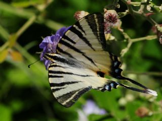 Erik Krlangkuyruk (Iphiclides podalirius)