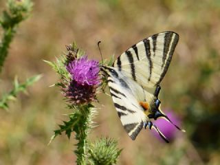 Erik K�rlang��kuyruk&nbsp;(Iphiclides&nbsp;podalirius)