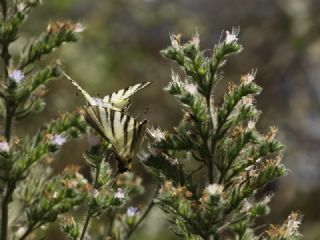 Erik K�rlang��kuyruk&nbsp;(Iphiclides&nbsp;podalirius)