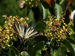 Erik Krlangkuyruk (Iphiclides podalirius)