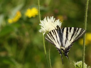 Erik Krlangkuyruk (Iphiclides podalirius)