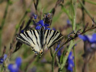 Erik K�rlang��kuyruk&nbsp;(Iphiclides&nbsp;podalirius)