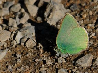 Anadolu Zmrt (Callophrys paulae)