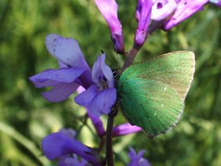 Anadolu Zmrt (Callophrys paulae)